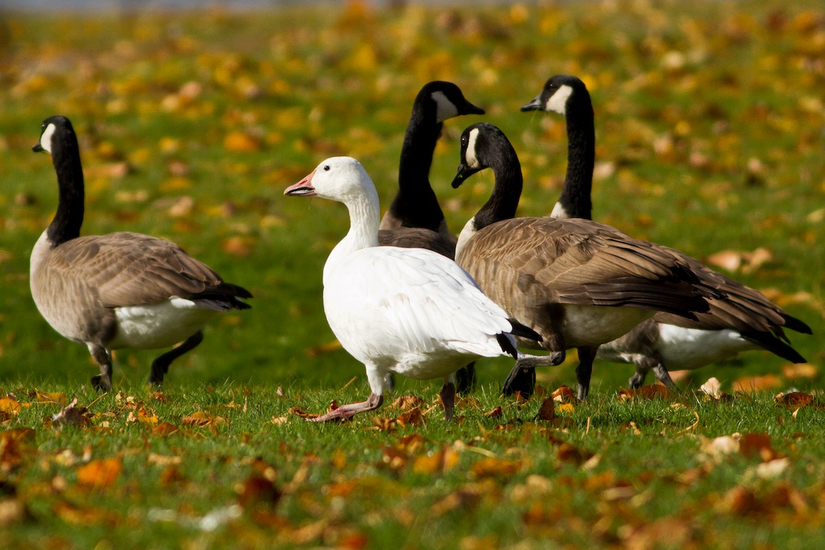 Snow Goose - Bruce Gates