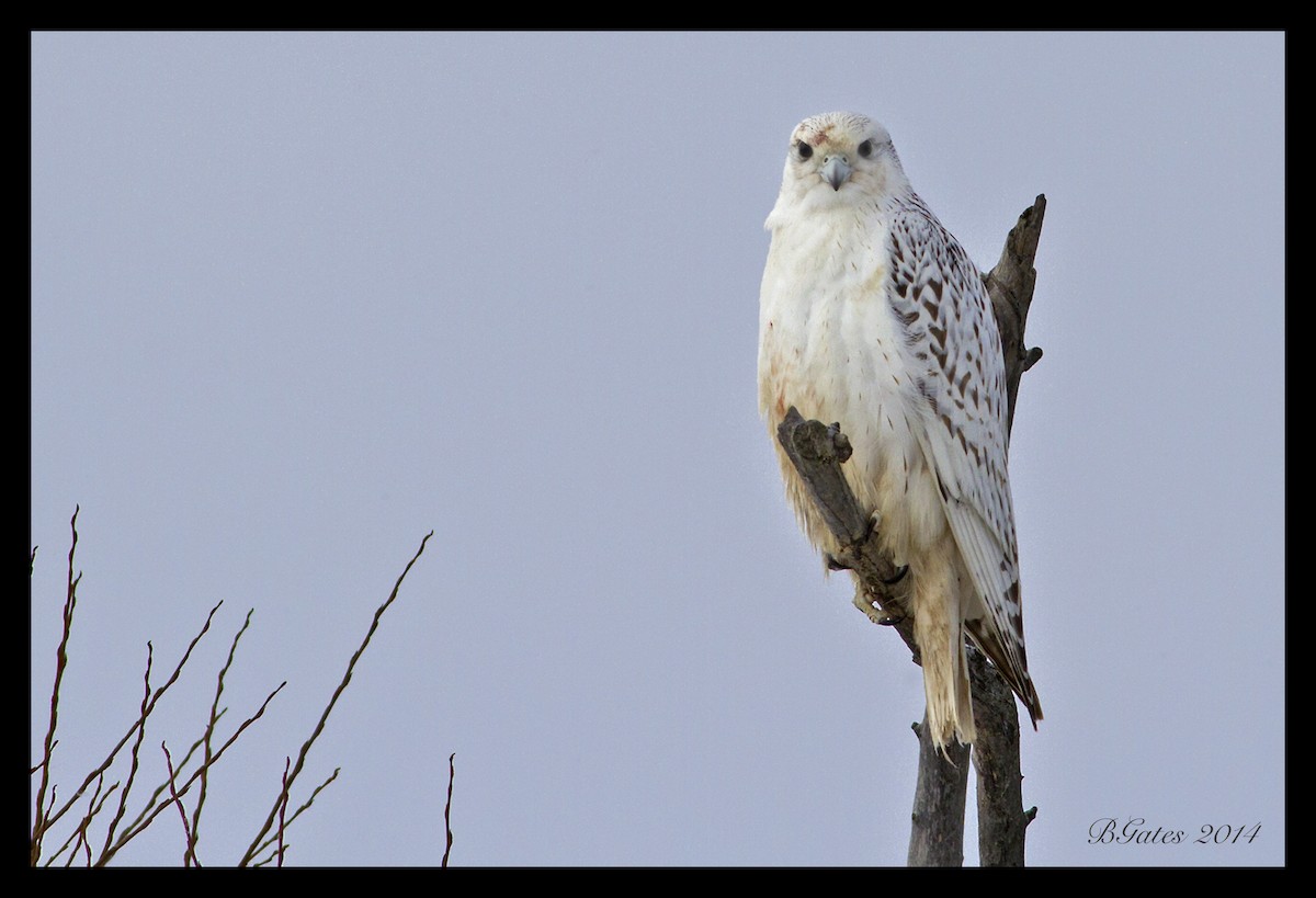 Gyrfalcon - ML129919371