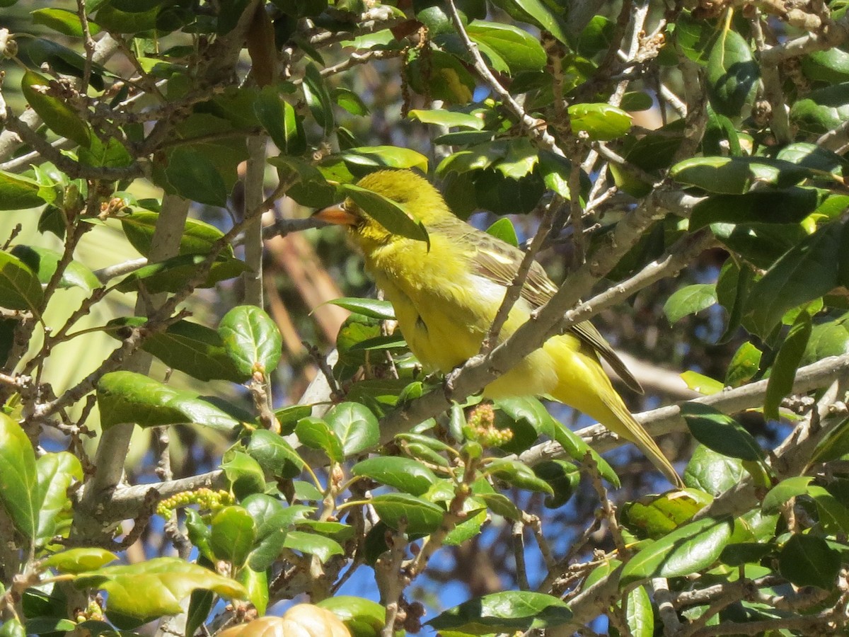 Piranga à tête rouge - ML129919461