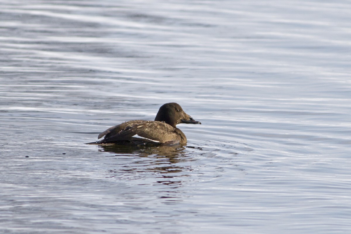 White-winged Scoter - ML129919491