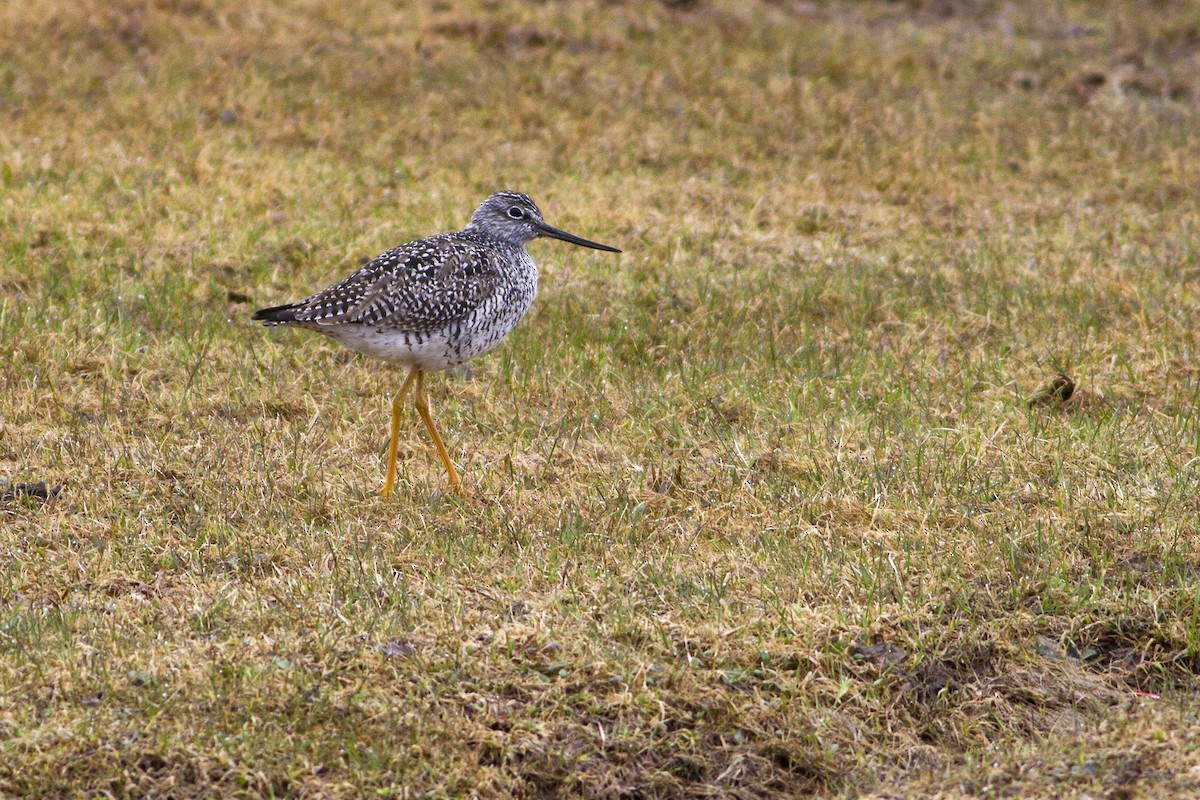 Greater Yellowlegs - ML129919511