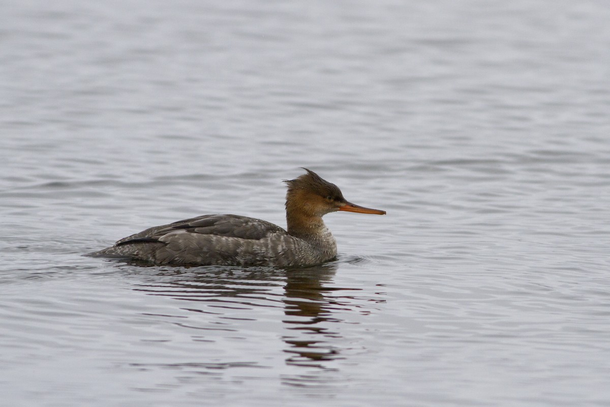 Red-breasted Merganser - ML129919751