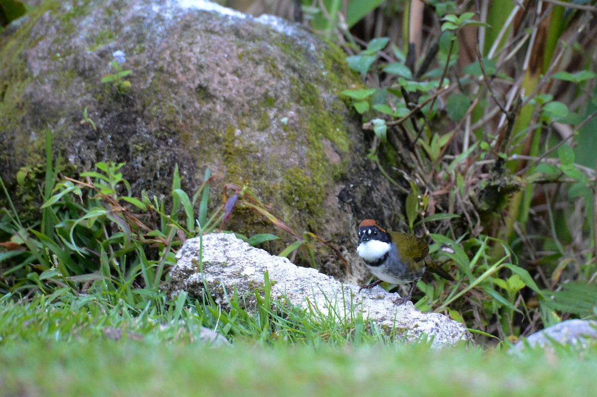 Chestnut-capped Brushfinch - ML129919981