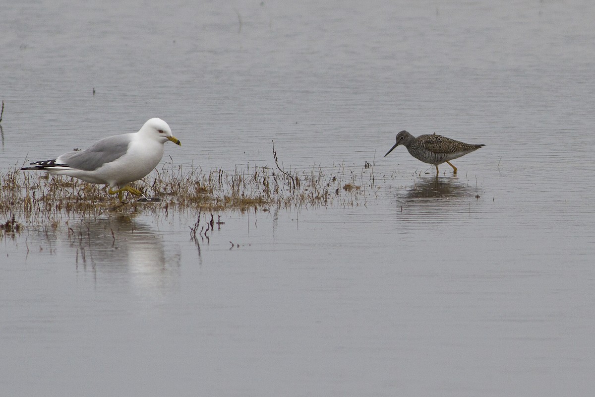 Greater Yellowlegs - ML129920211