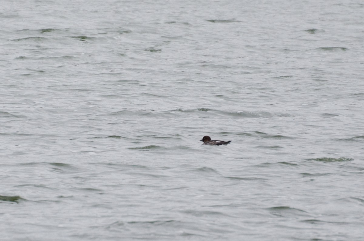 Common Goldeneye - ML129920561