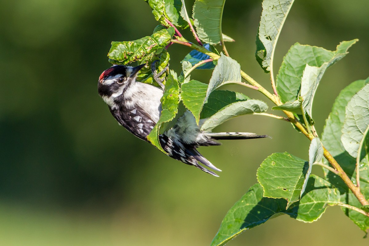 Downy Woodpecker - ML129920661