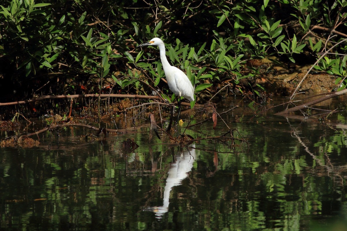 Snowy Egret - Manfred Bienert