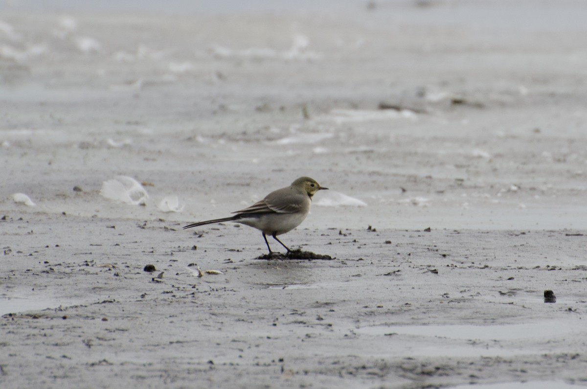 konipas bílý (ssp. alba/dukhunensis) - ML129921071