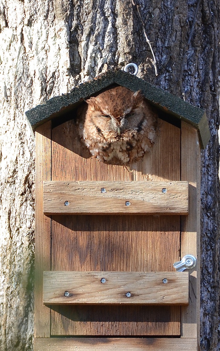 Eastern Screech-Owl - ML129921611