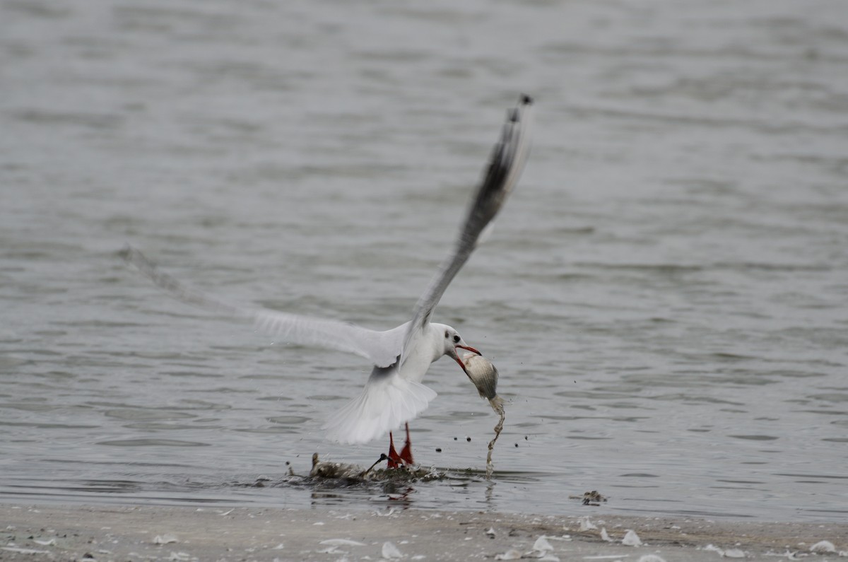 Black-headed Gull - ML129921671