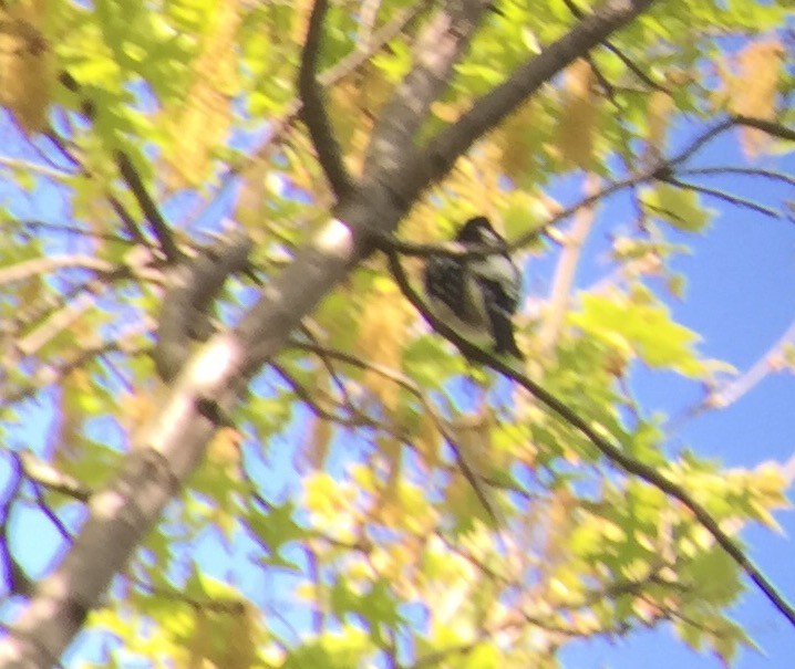 Rose-breasted Grosbeak - ML129922311