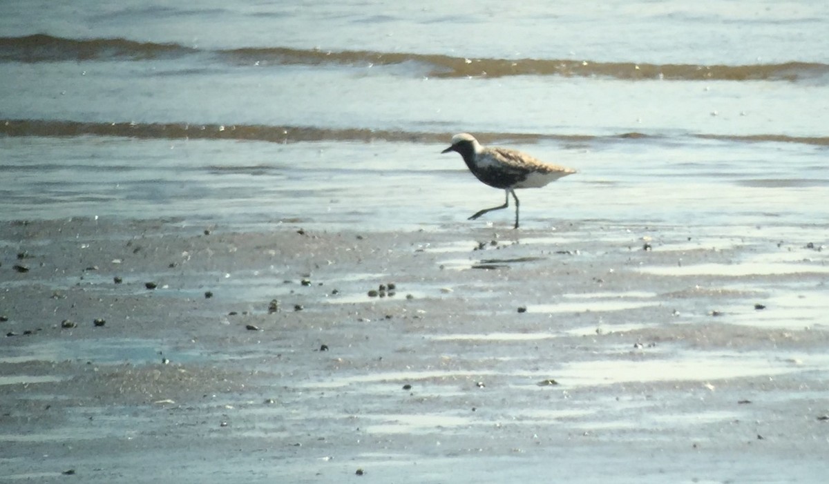 Black-bellied Plover - ML129922411