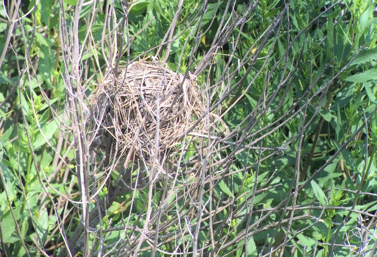 Marsh Wren - ML129922431