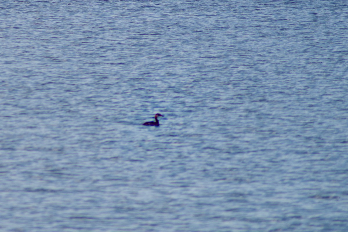 Red-necked Grebe - ML129923281