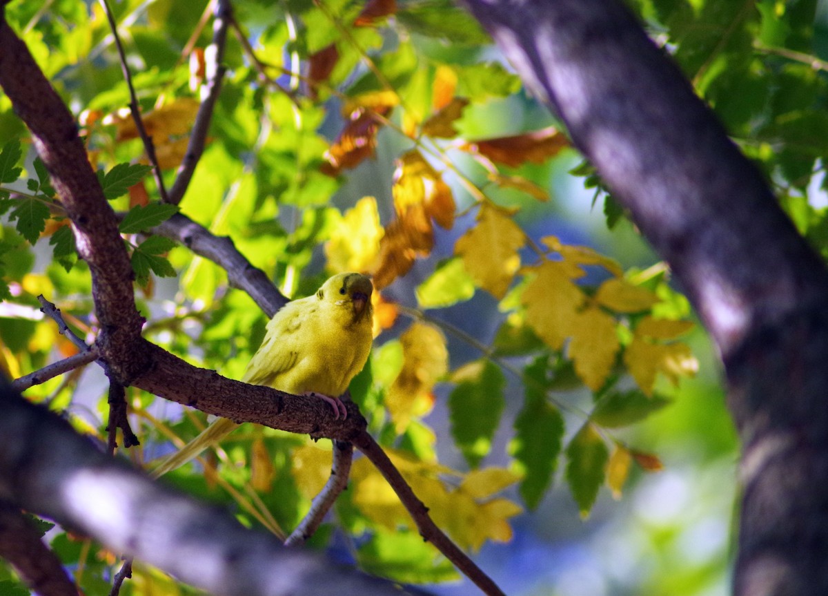 Budgerigar - ML129923311