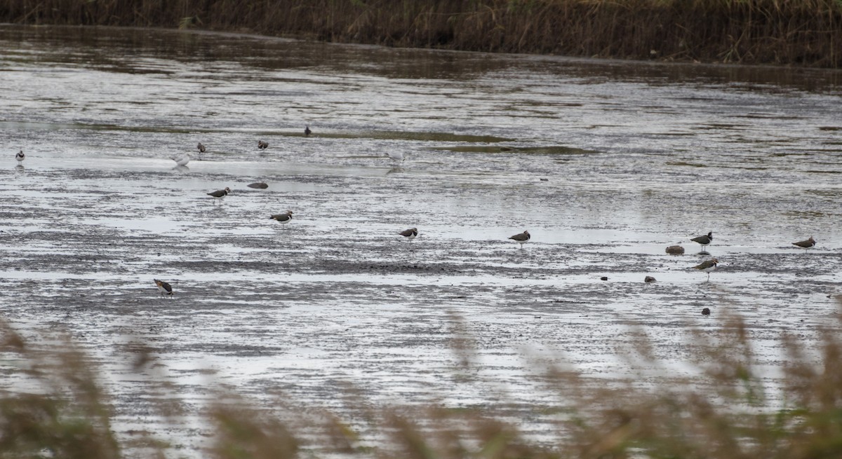 Northern Lapwing - ML129923531