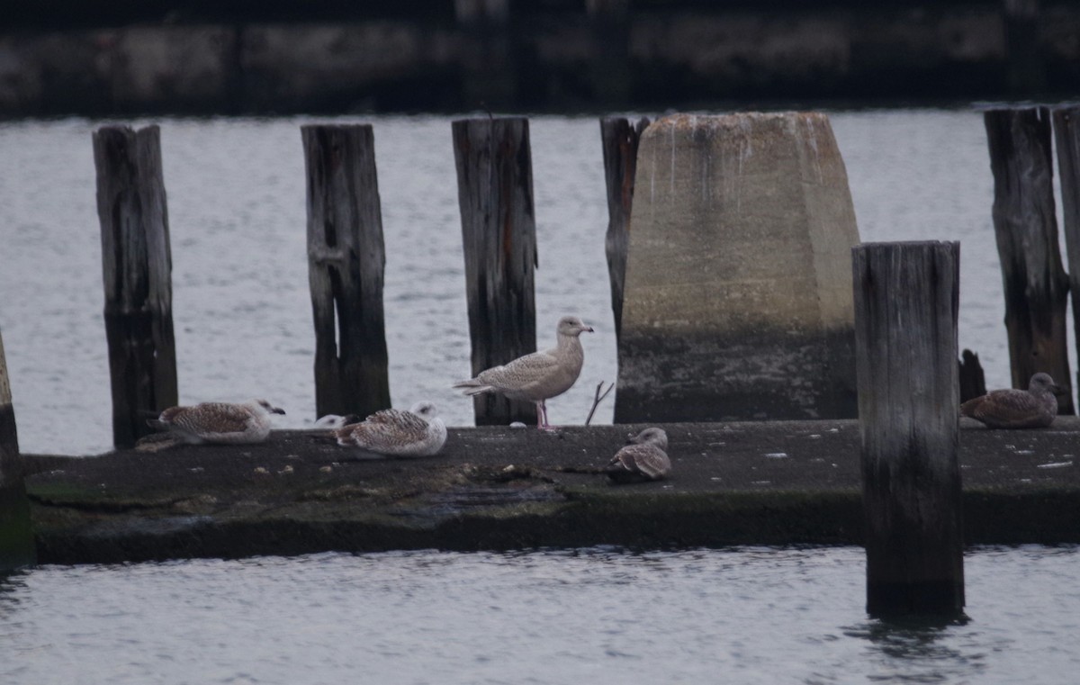 Glaucous Gull - ML129923601