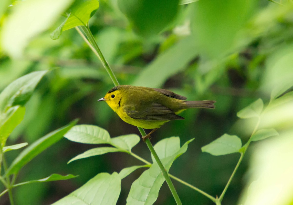 Wilson's Warbler - ML129924211