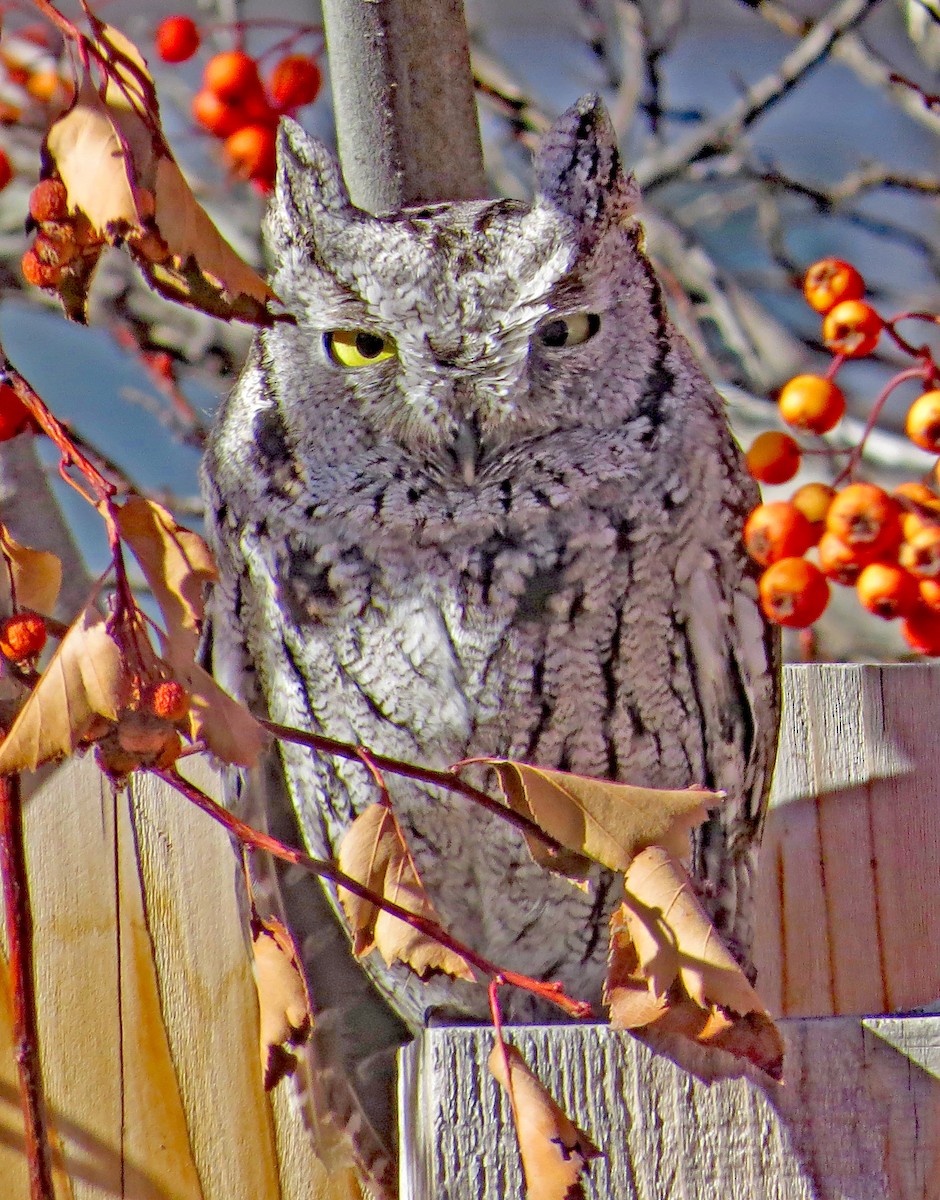 Western Screech-Owl - Nic Korte