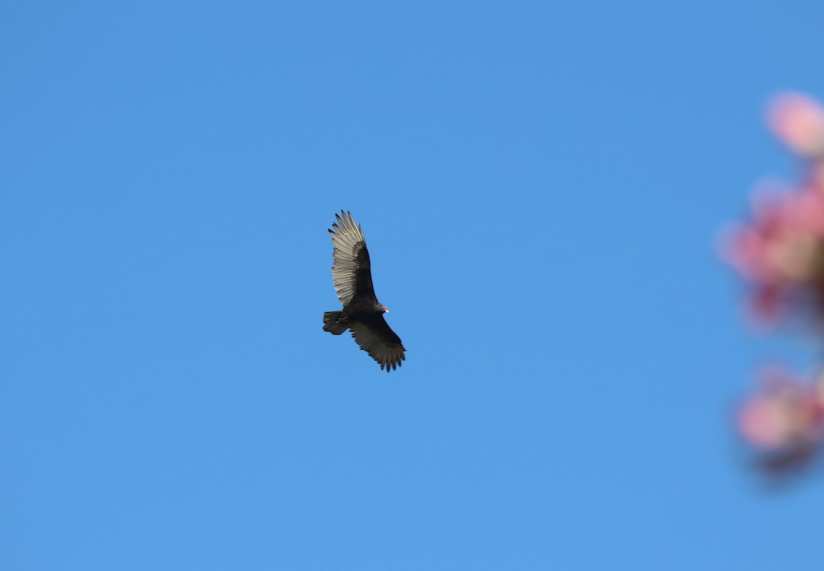 Turkey Vulture - James Swim