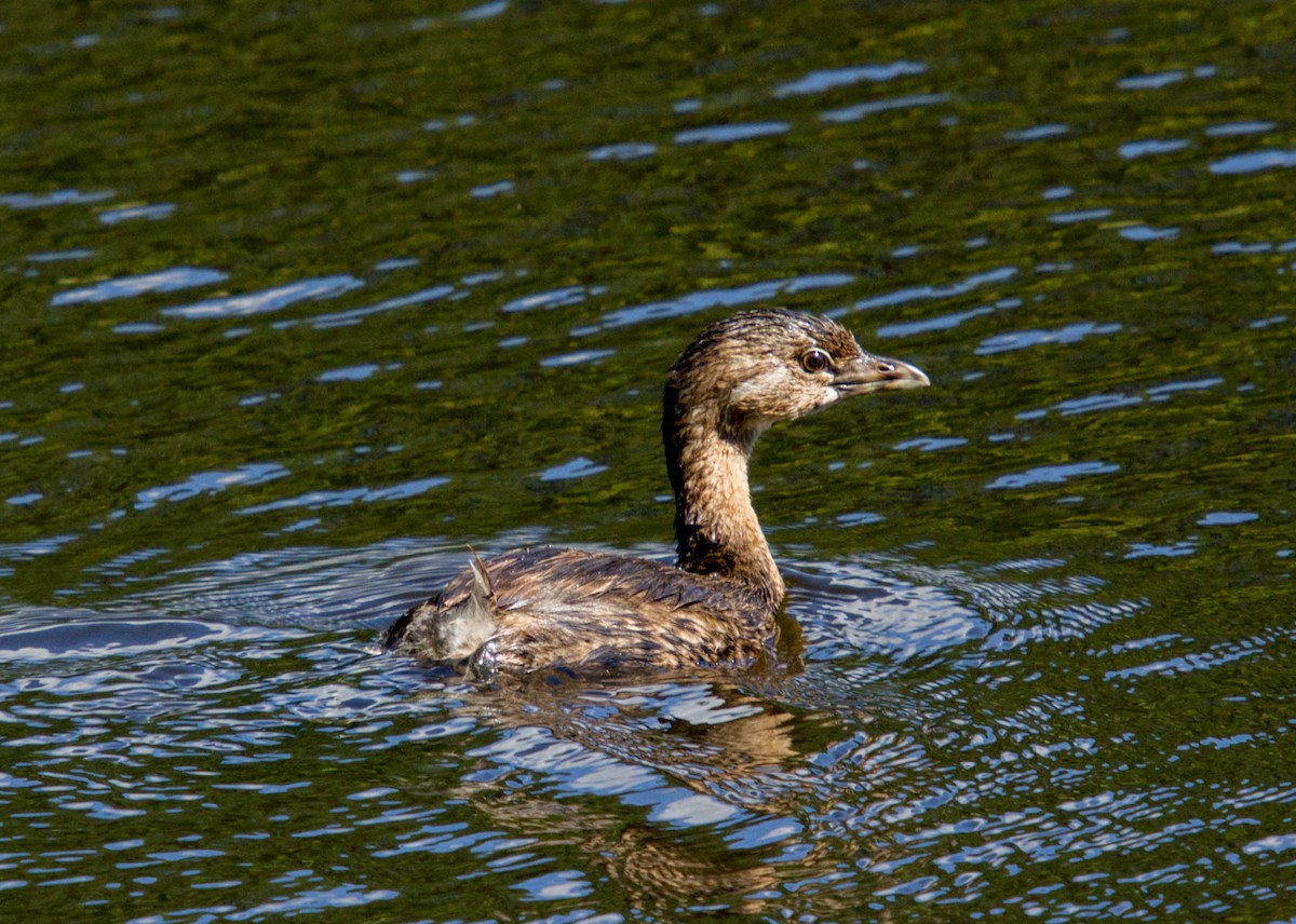 Pied-billed Grebe - ML129924901