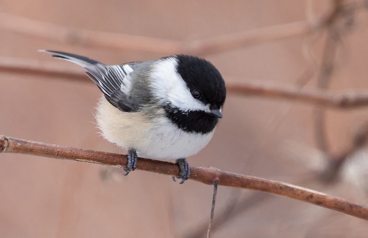 Black-capped Chickadee - ML129924941