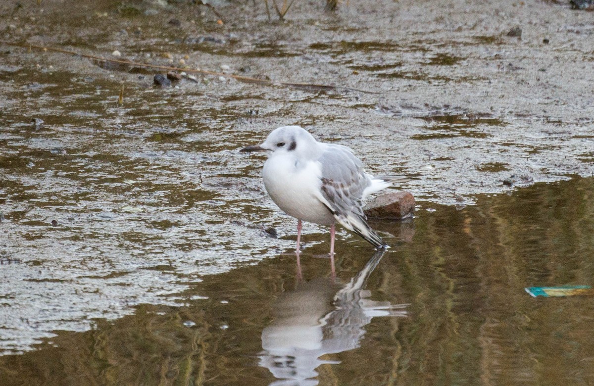 Bonaparte's Gull - ML129925191