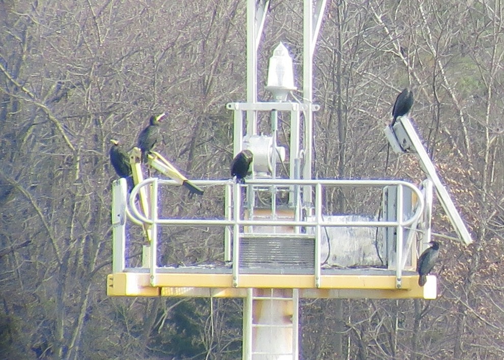 Great Cormorant - ML129925361