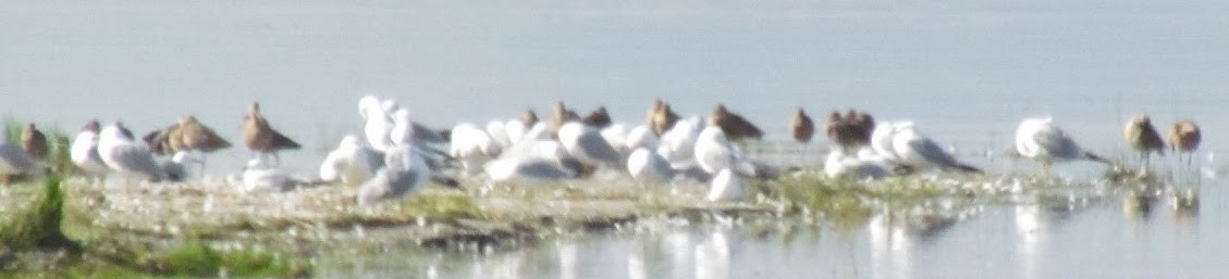 Long-billed Dowitcher - ML129925431