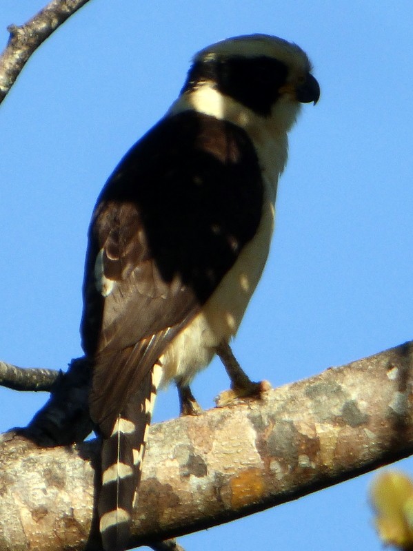 Laughing Falcon - Bill Fox