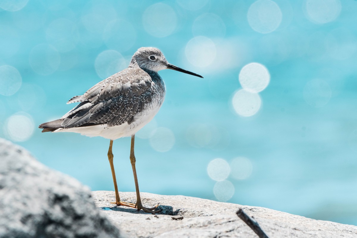 Greater Yellowlegs - ML129925951