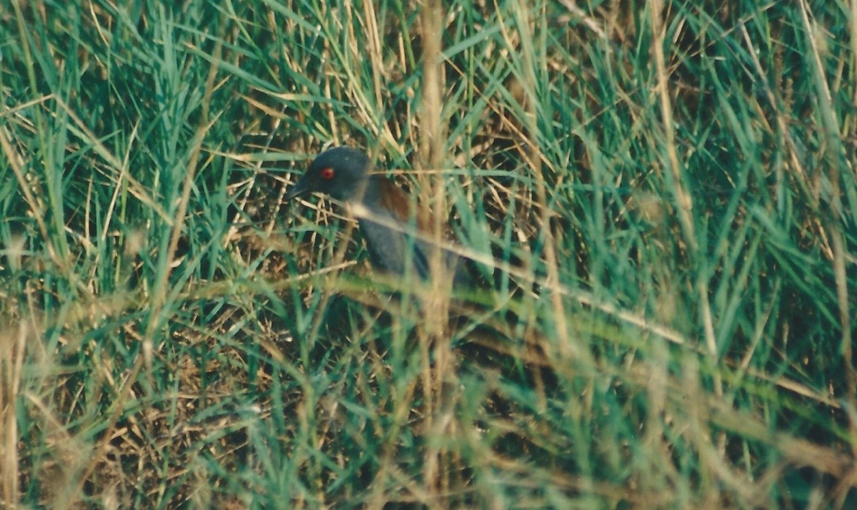 chřástal tmavý (ssp. jamaicensis/coturniculus) - ML129926171