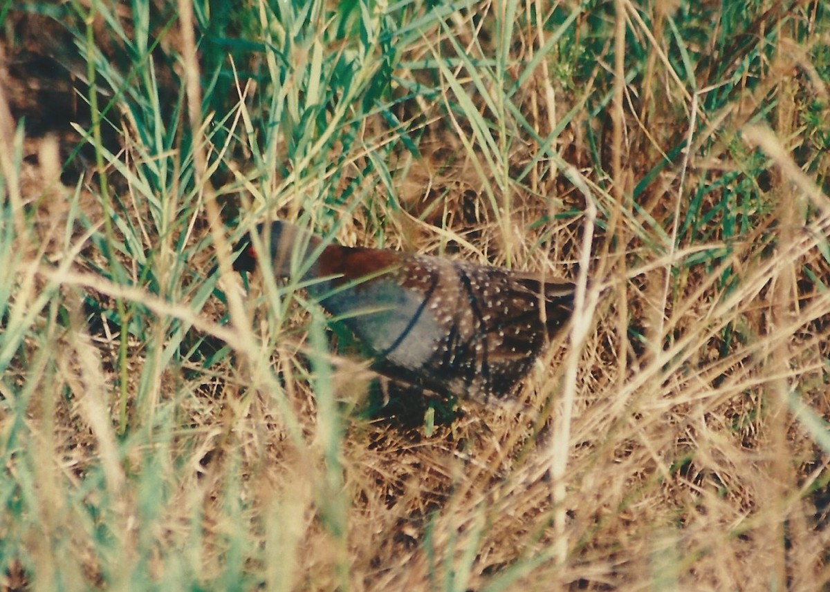 chřástal tmavý (ssp. jamaicensis/coturniculus) - ML129926181