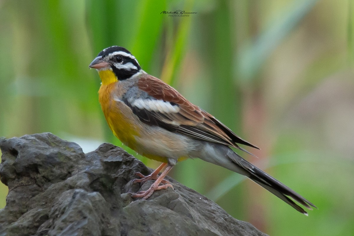 Bruant à poitrine dorée - ML129928981