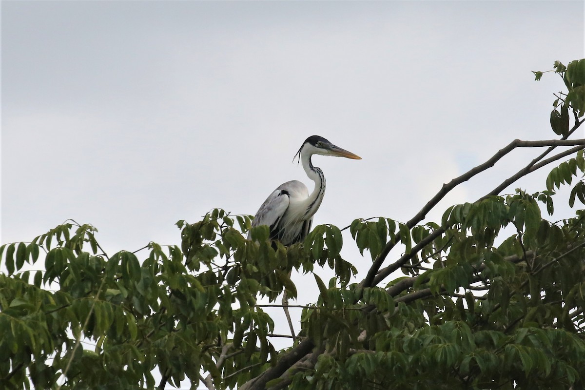 Garza Cuca - ML129929121