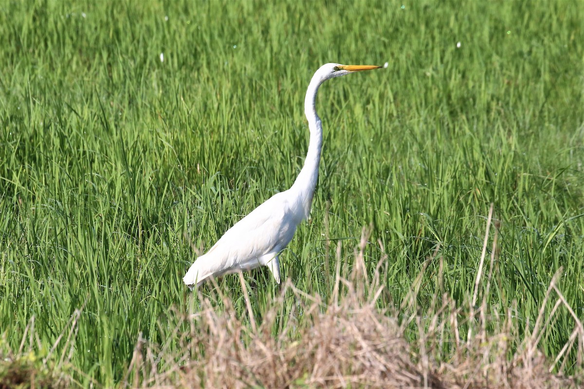 Great Egret - ML129929371