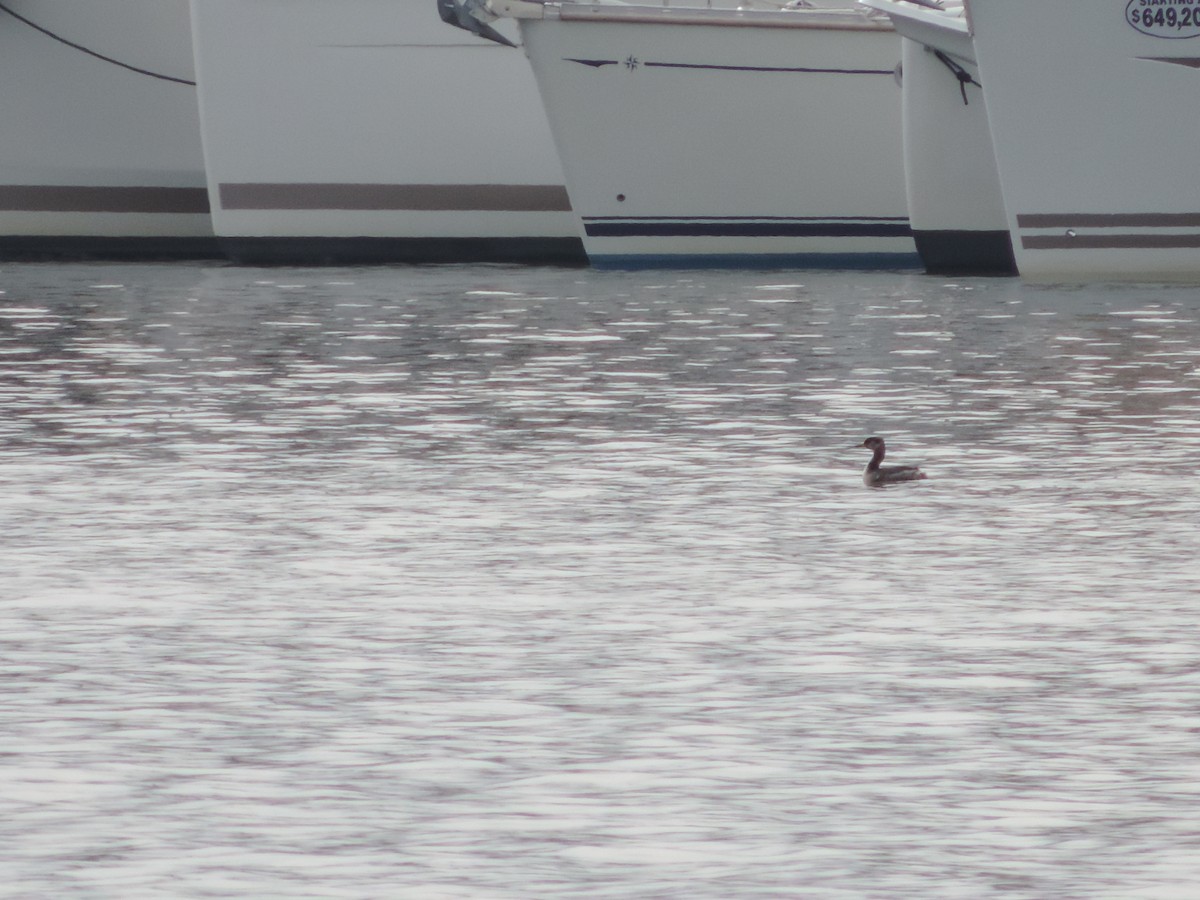 Red-necked Grebe - ML129931771