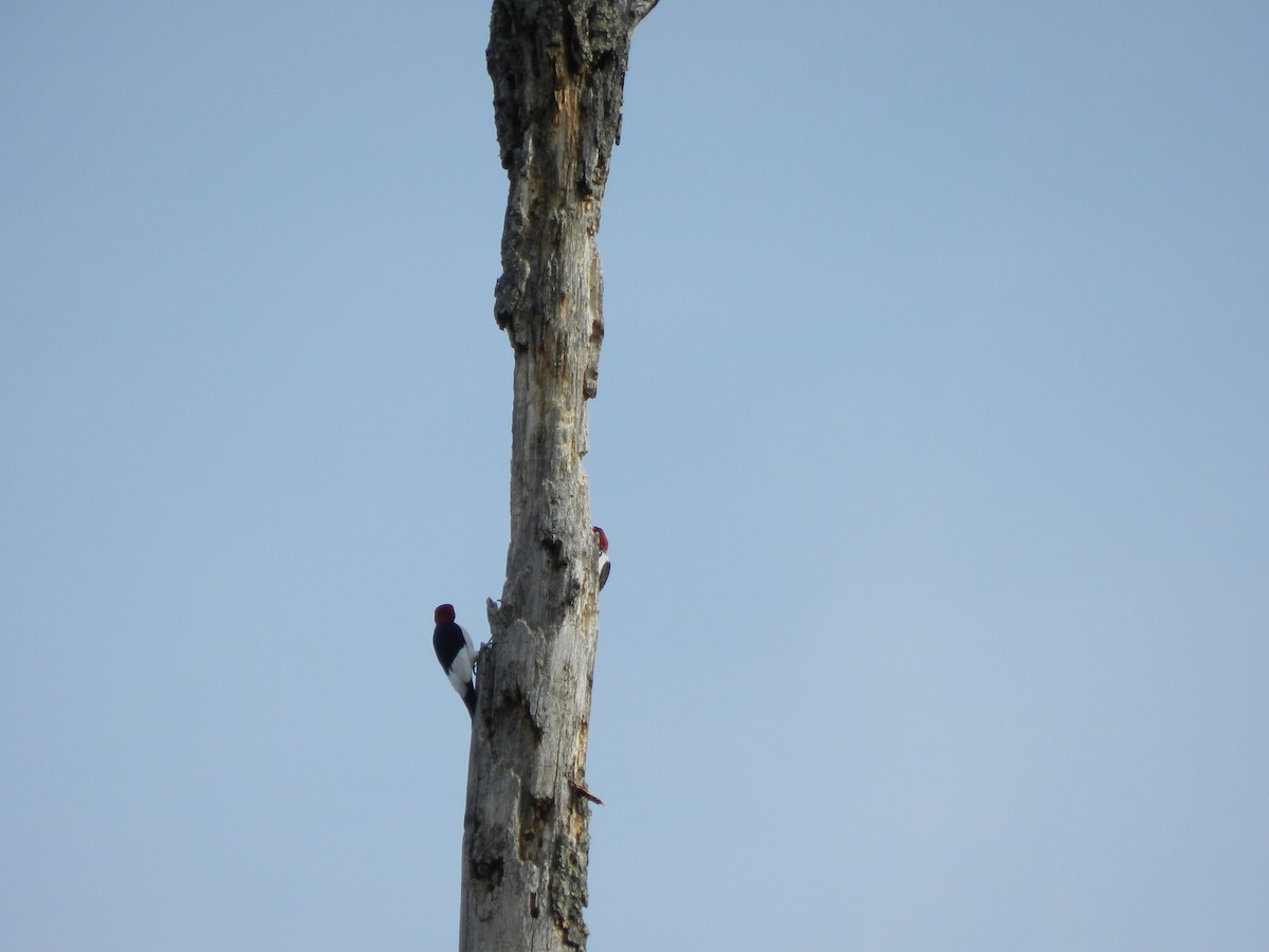 Red-headed Woodpecker - ML129933091