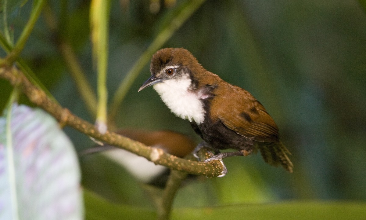 Black-bellied Wren - ML129933101