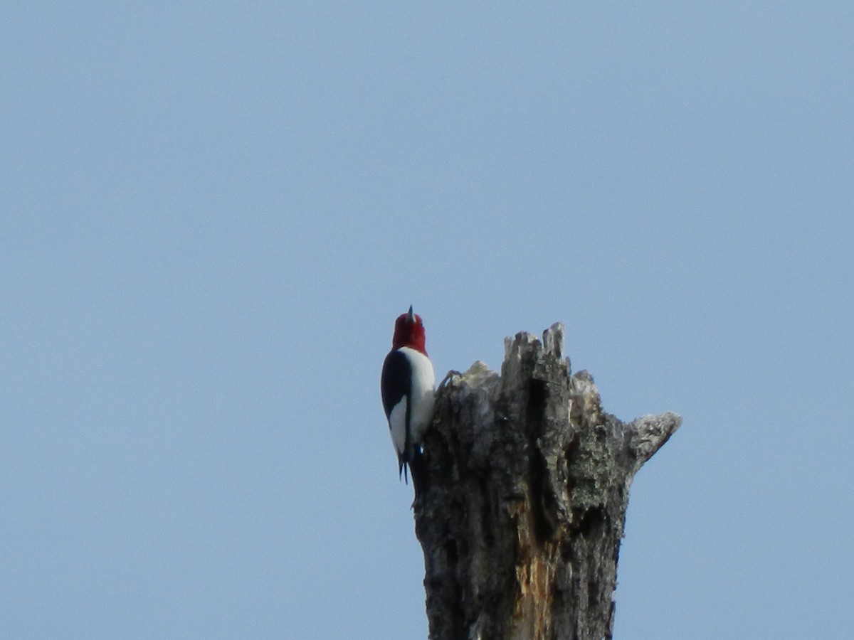 Red-headed Woodpecker - ML129933111