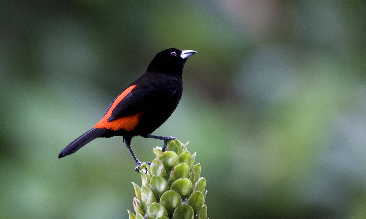 Tangara Terciopelo (costaricensis) - ML129933191