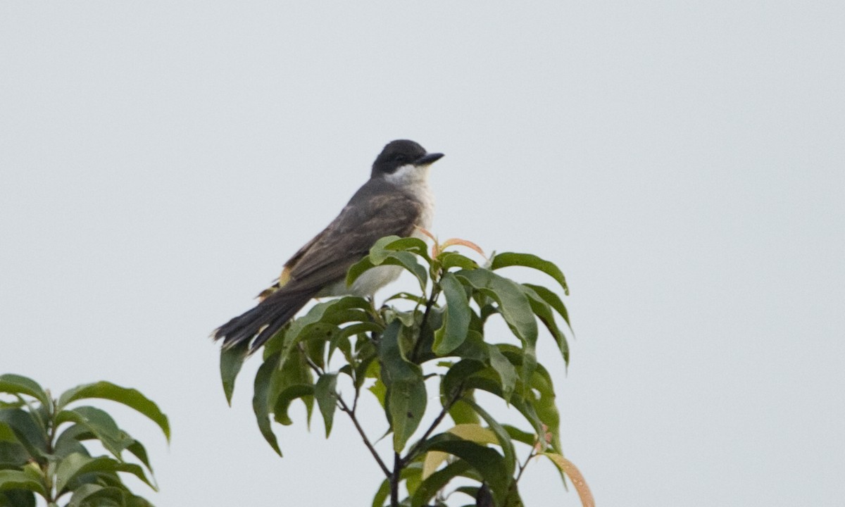 Eastern Kingbird - ML129933321