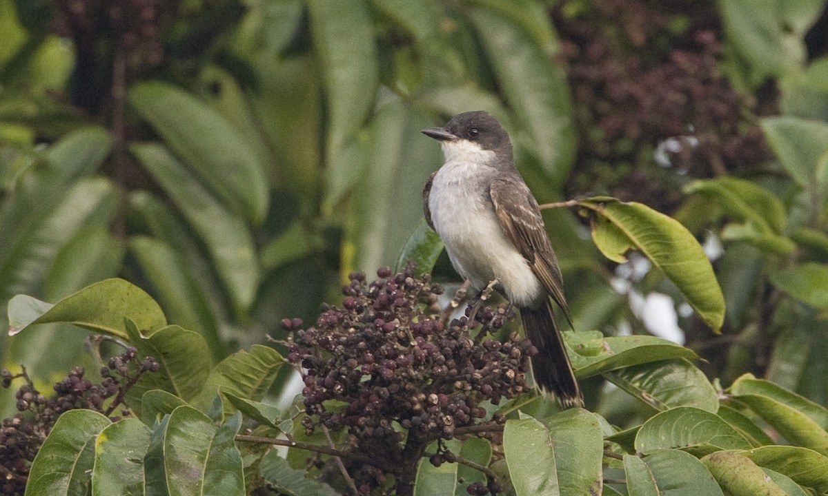 Eastern Kingbird - ML129933351