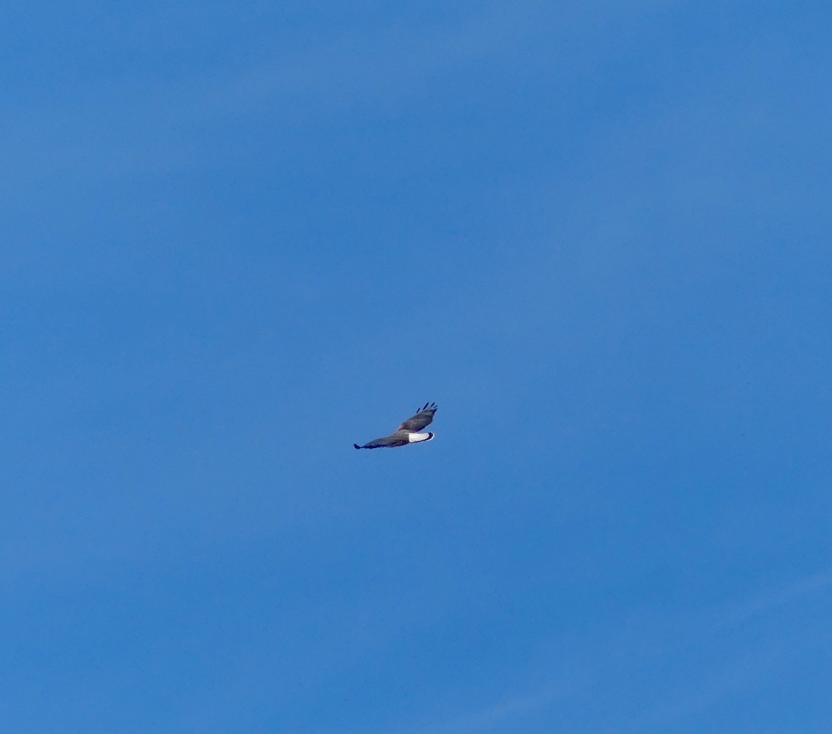 White-tailed Hawk - ML129933421
