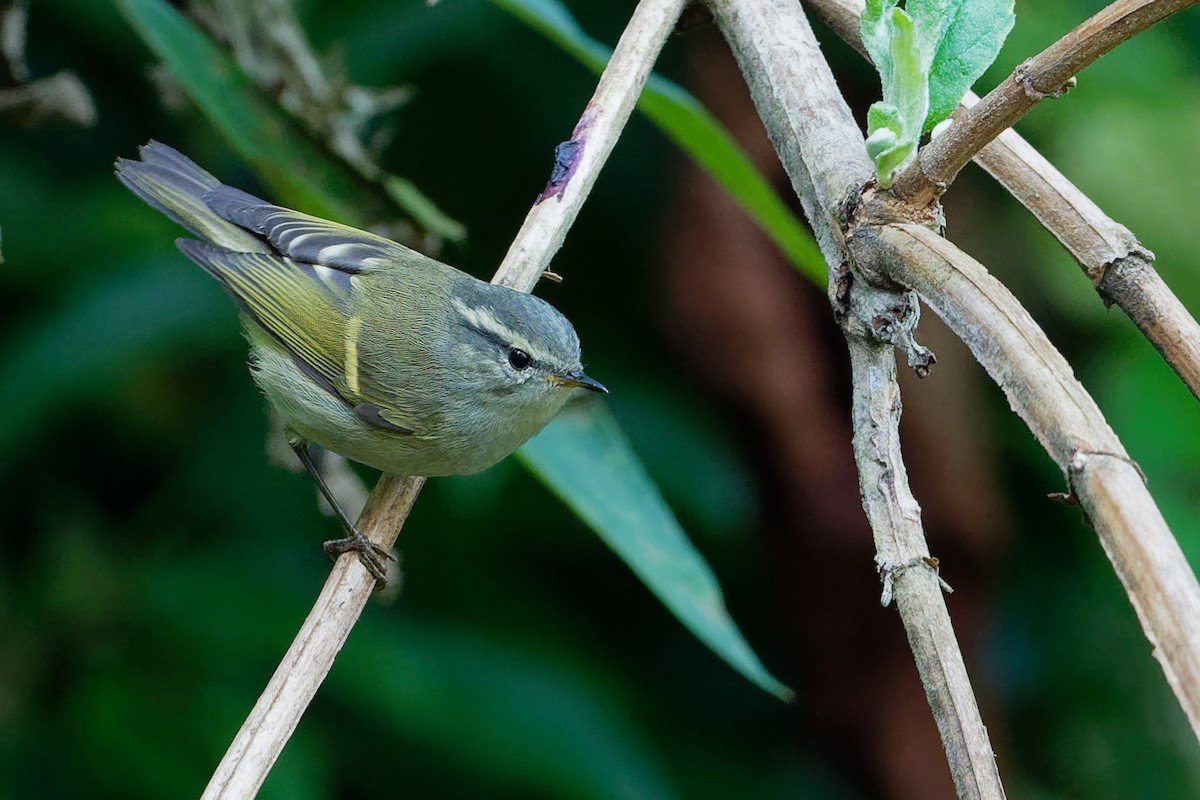 Mosquitero Elegante - ML129933611