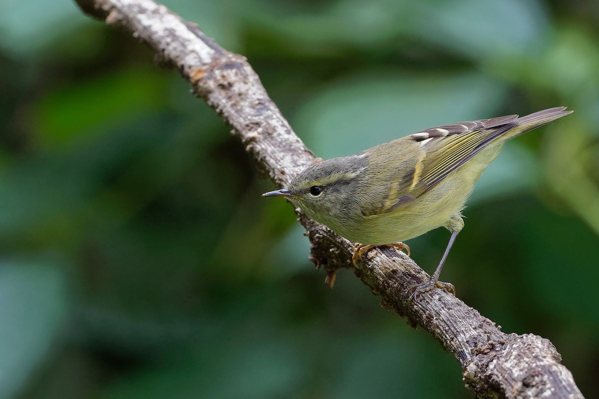 Buff-barred Warbler - Vincent Wang