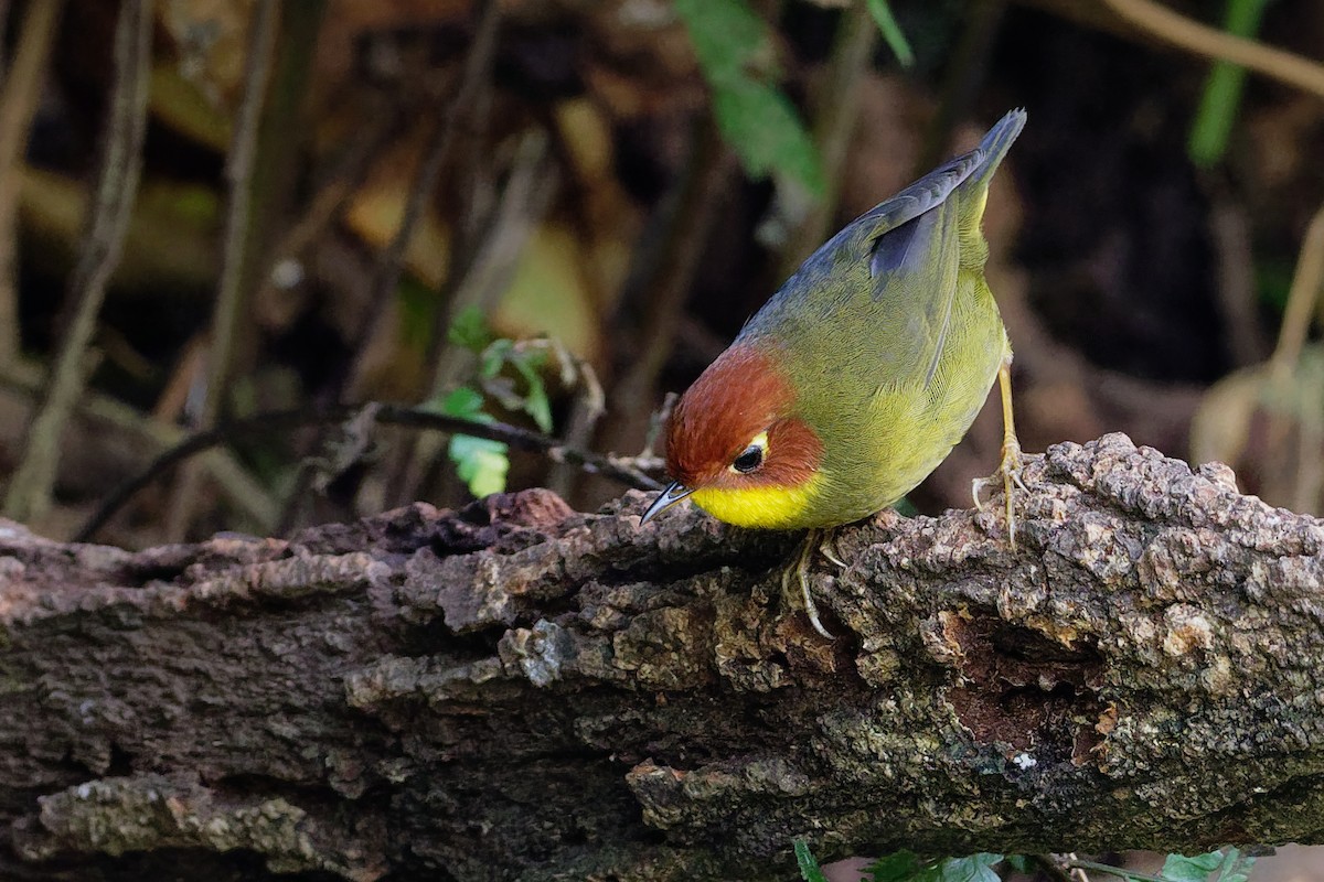 Chestnut-headed Tesia - Vincent Wang