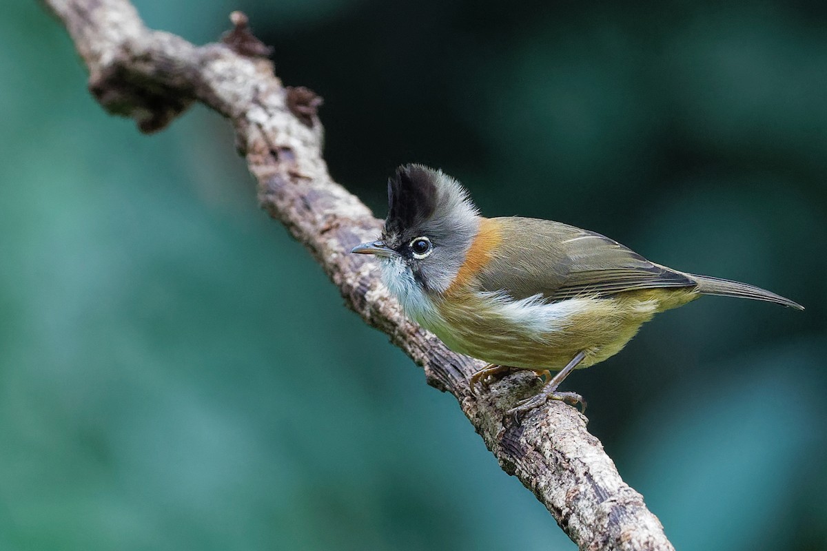 Whiskered Yuhina - Vincent Wang