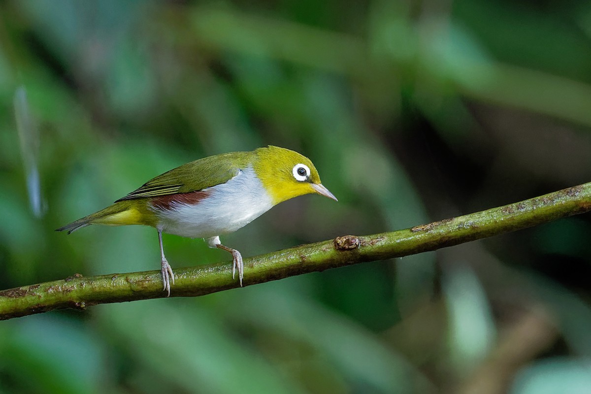 Chestnut-flanked White-eye - ML129933901