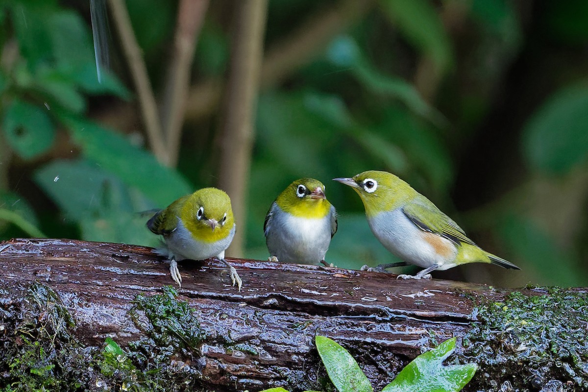 Chestnut-flanked White-eye - ML129933911